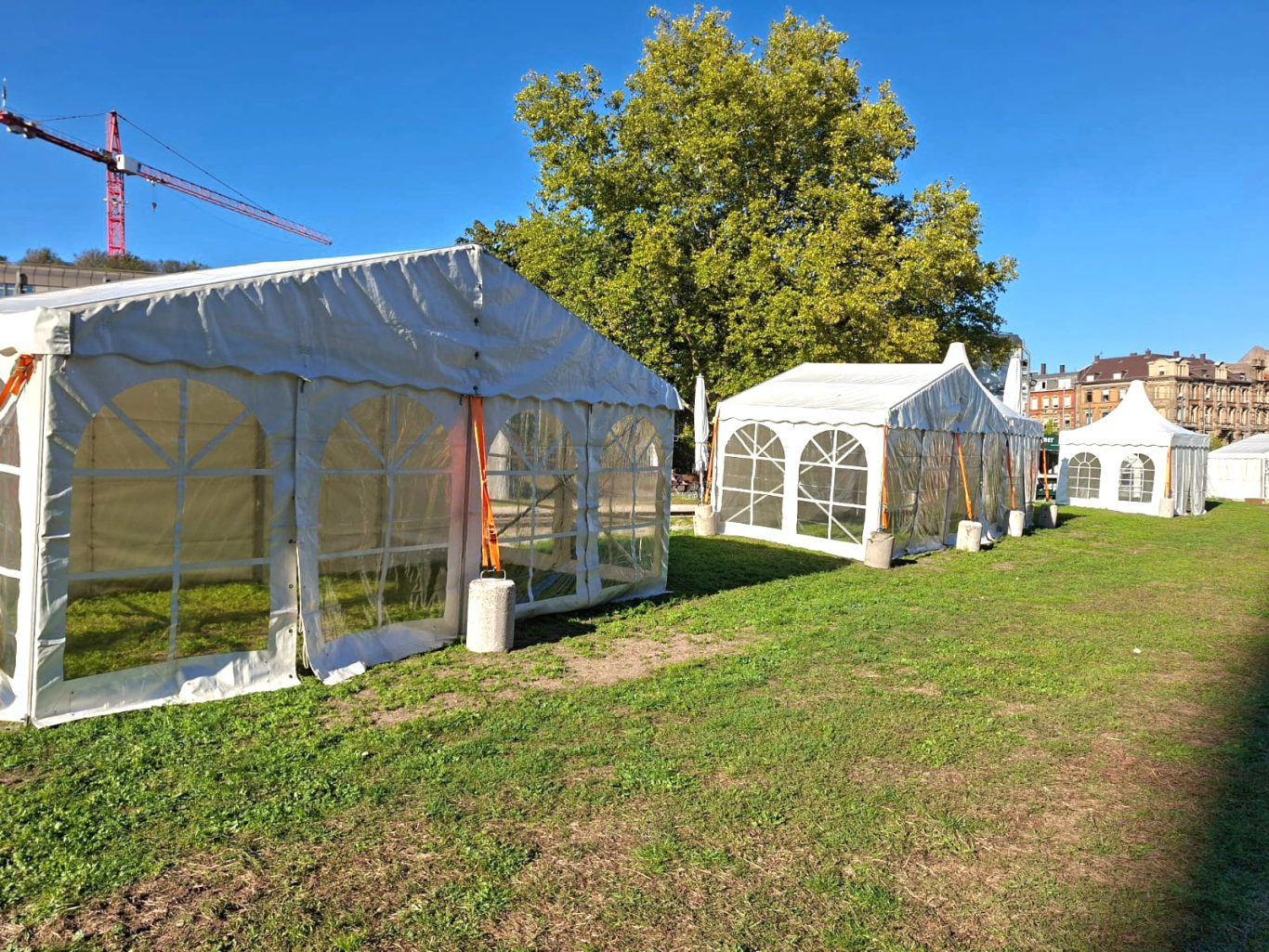 Zwei 6m breite Zelte nebeneinander Weiße Zelte auf einer Wiese unter blauem Himmel, Bäume im Hintergrund.